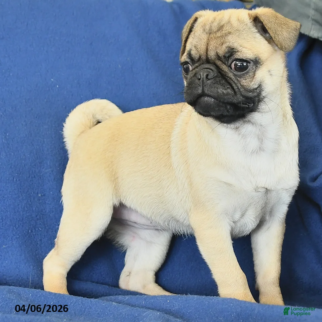 Pug dogs for sale: Janet - Ad 2