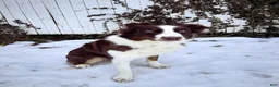 Australian Shepherd dogs for sale: Juniper (Yellow) - Ad 3