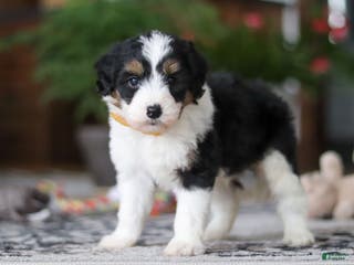 Aussiedoodle dogs Otto - Ad 1