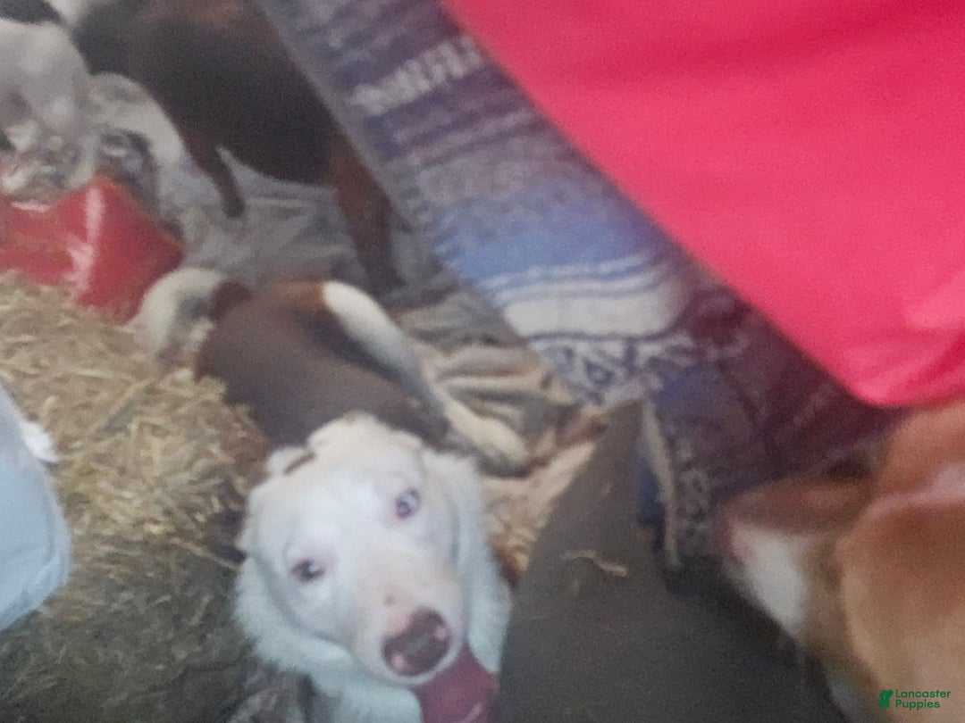 Border Collie dogs for sale: Border Collie Puppy 1 - Ad 2