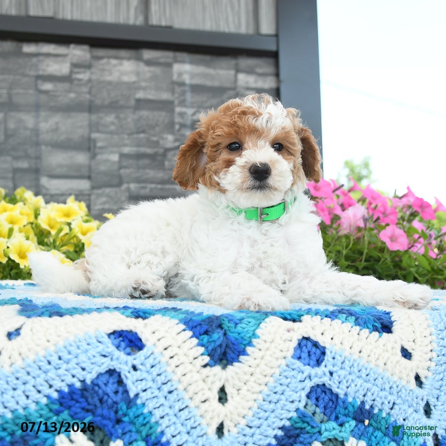 Mini Goldendoodle dogs Jolly Girl  - Ad 2