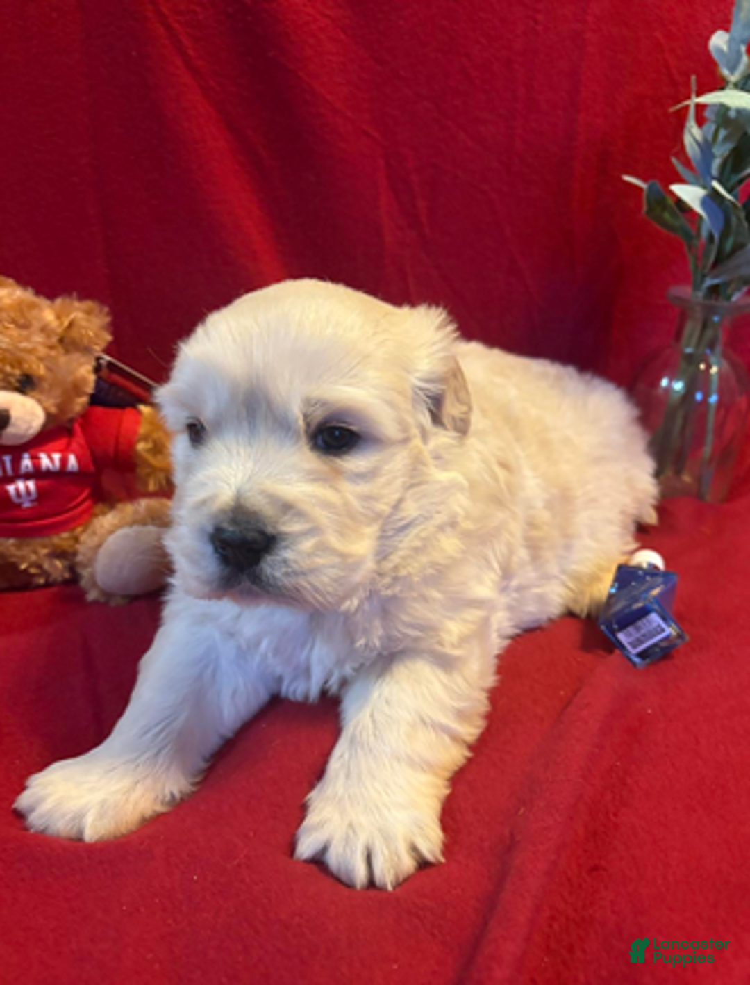 Golden Retriever dogs for sale: Madden - Ad 1