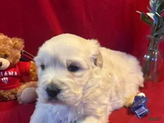 Golden Retriever dogs Madden - Ad 35