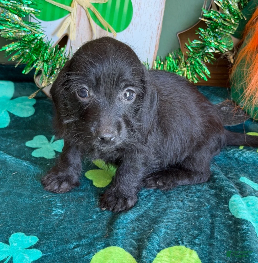 Miniature Dachshund dogs for sale: Miniature Dachshund Micky - Ad 4