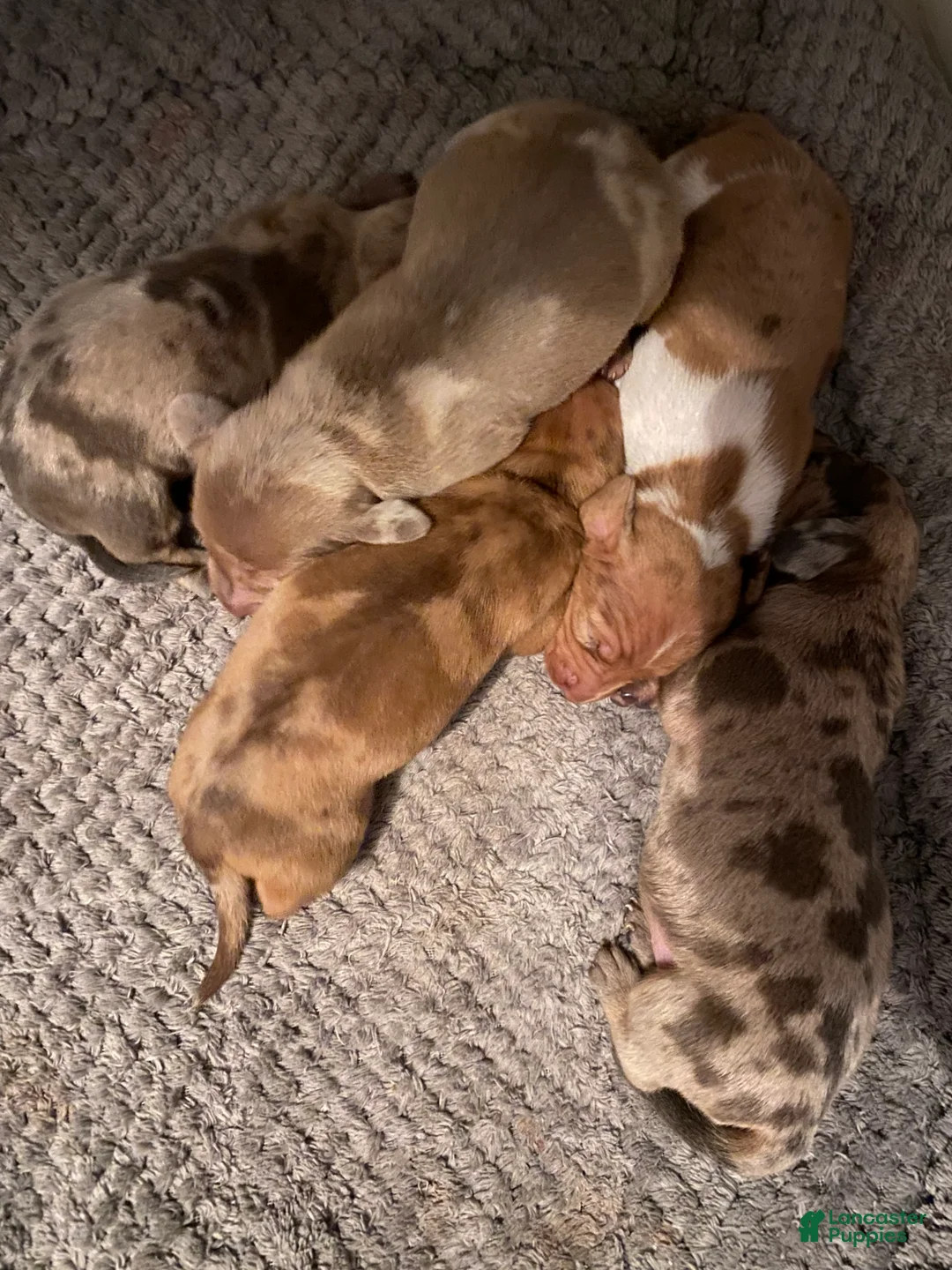 Miniature Dachshund dogs for sale: Ginger - Ad 6