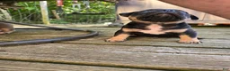 American Bully dogs for sale: Lyra - Ad 4