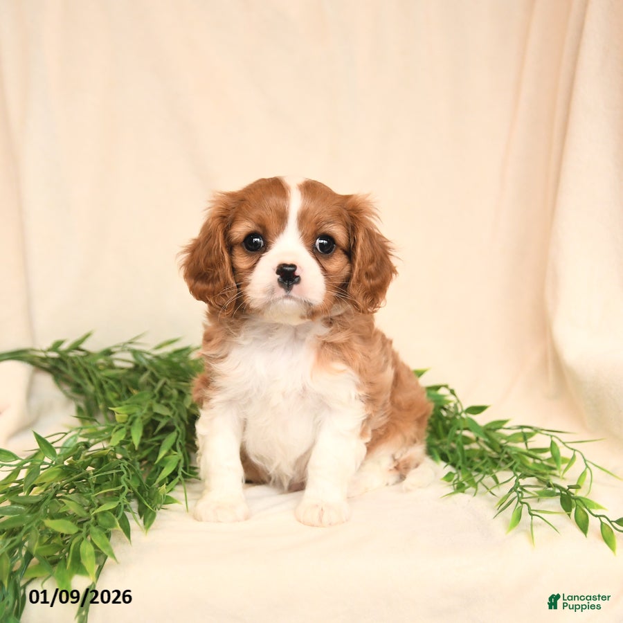 Cavalier King Charles Spaniel dogs Eliot - Ad 18
