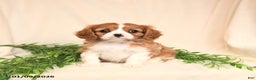 Cavalier King Charles Spaniel dogs for sale: Eliot - Ad 1