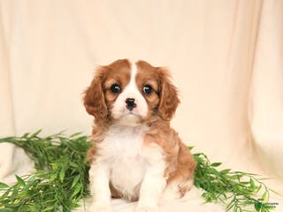 Cavalier King Charles Spaniel dogs Eliot - Ad 18