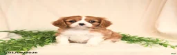 Cavalier King Charles Spaniel dogs for sale: Eliot - Ad 1