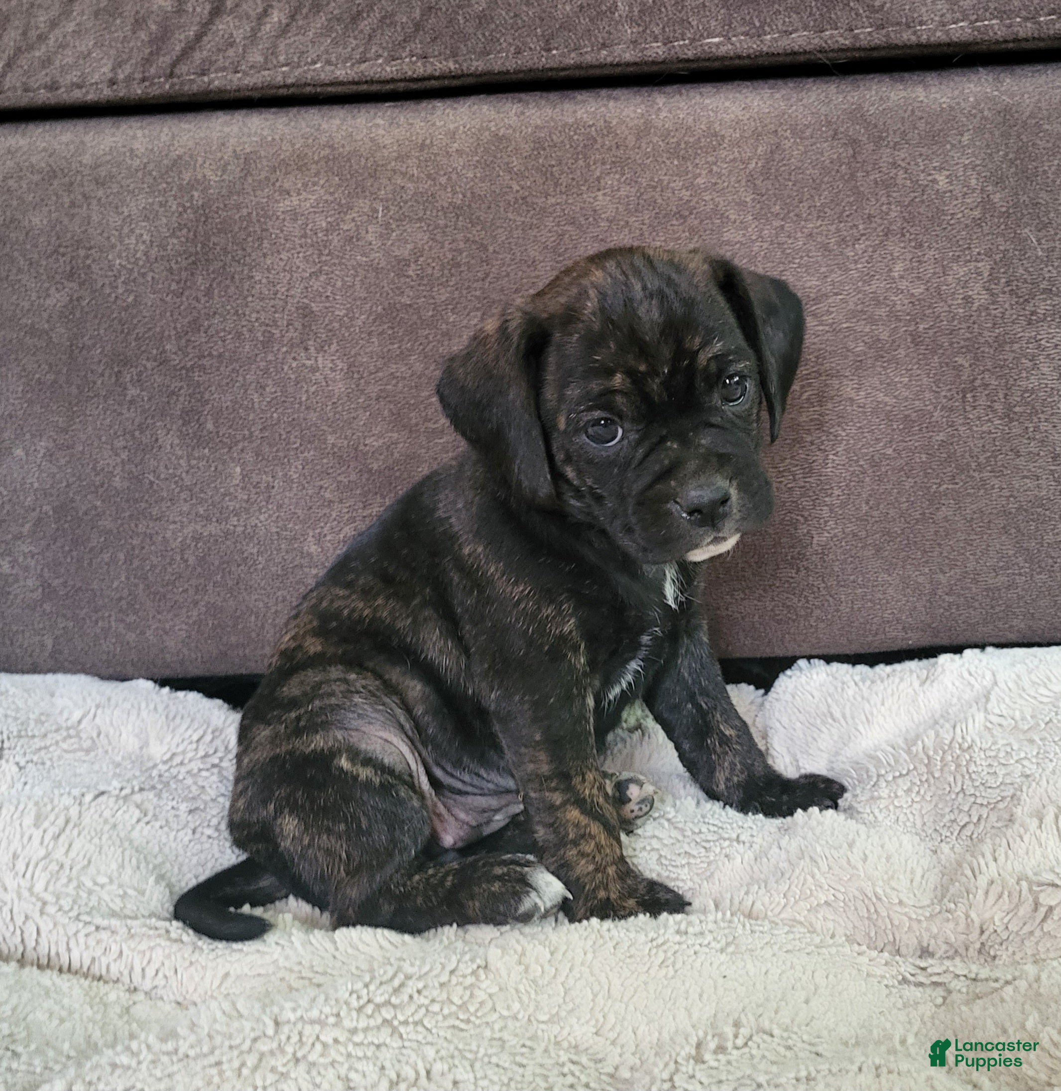 Puggle dogs Dolly - Ad 6