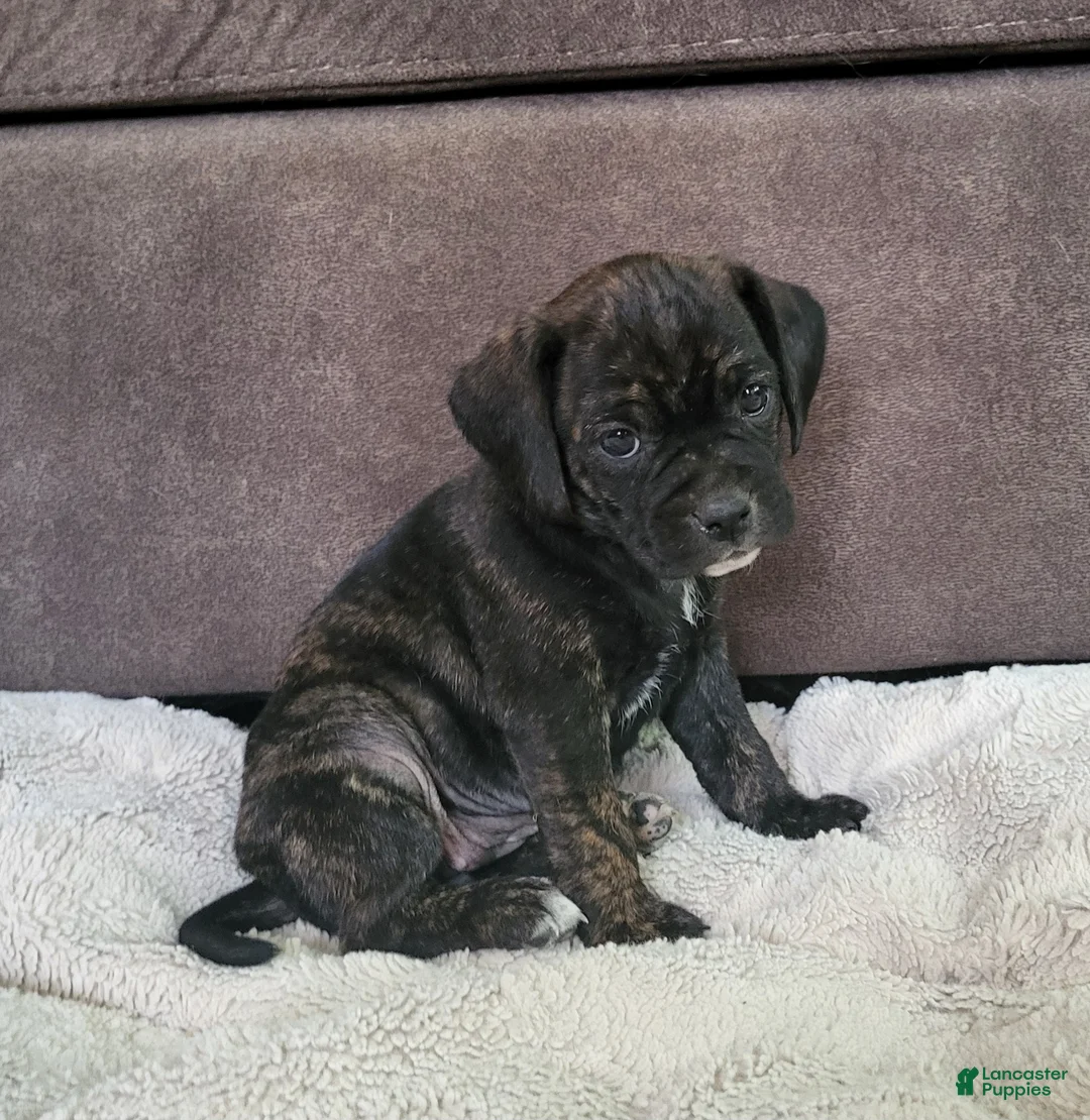 Puggle dogs for sale: Dolly - Ad 1