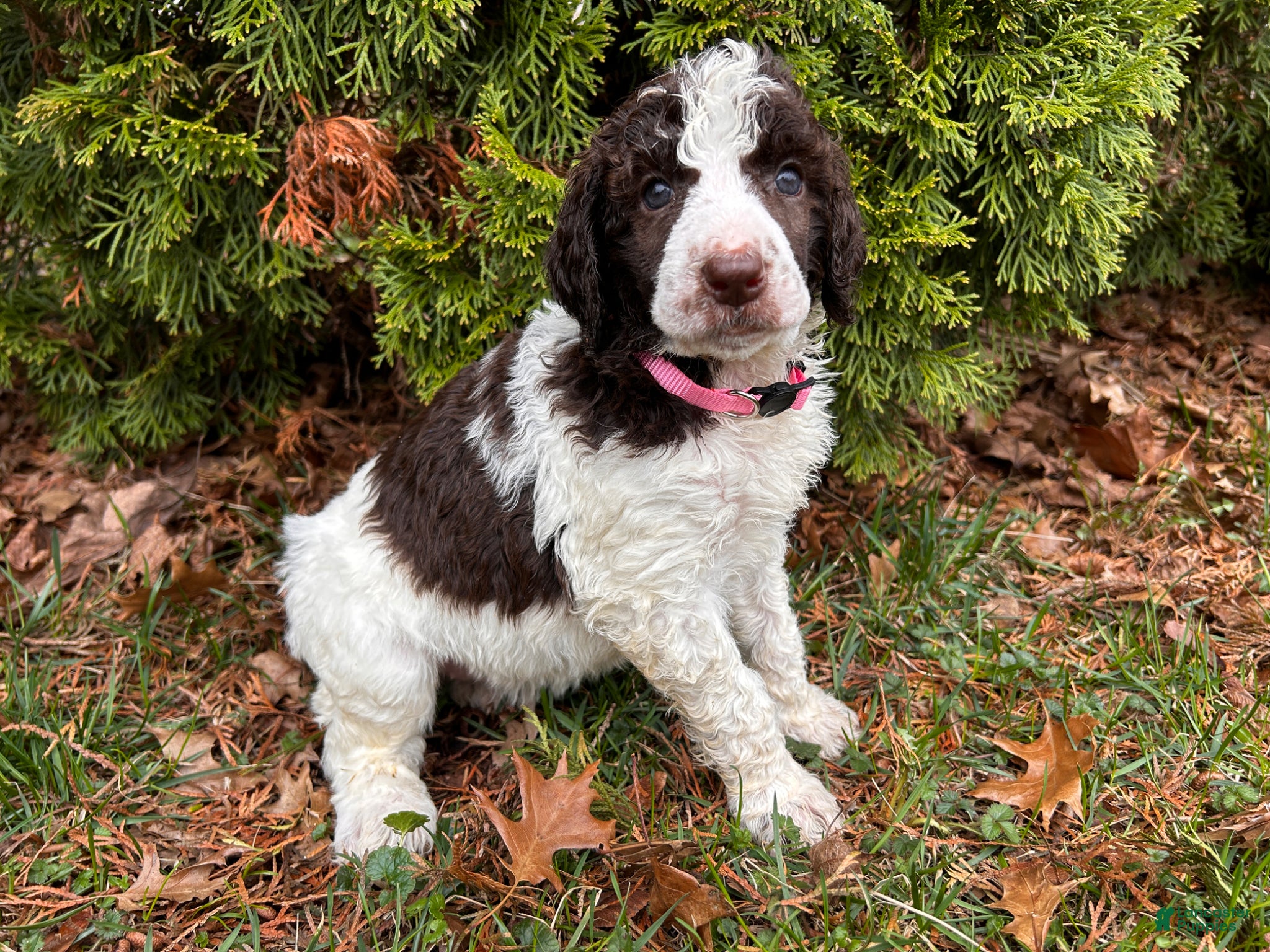 Standard Poodle dogs ⚓️Pearl-AKC Standard🐩 - Ad 2