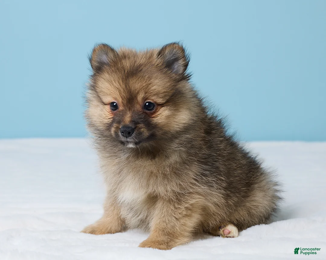Pomeranian dogs for sale: Frankie - Ad 2