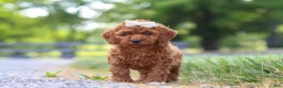 Cavapoo dogs for sale: Hailey - Ad 6