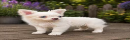 French Bulldog dogs for sale: Sally - Ad 3