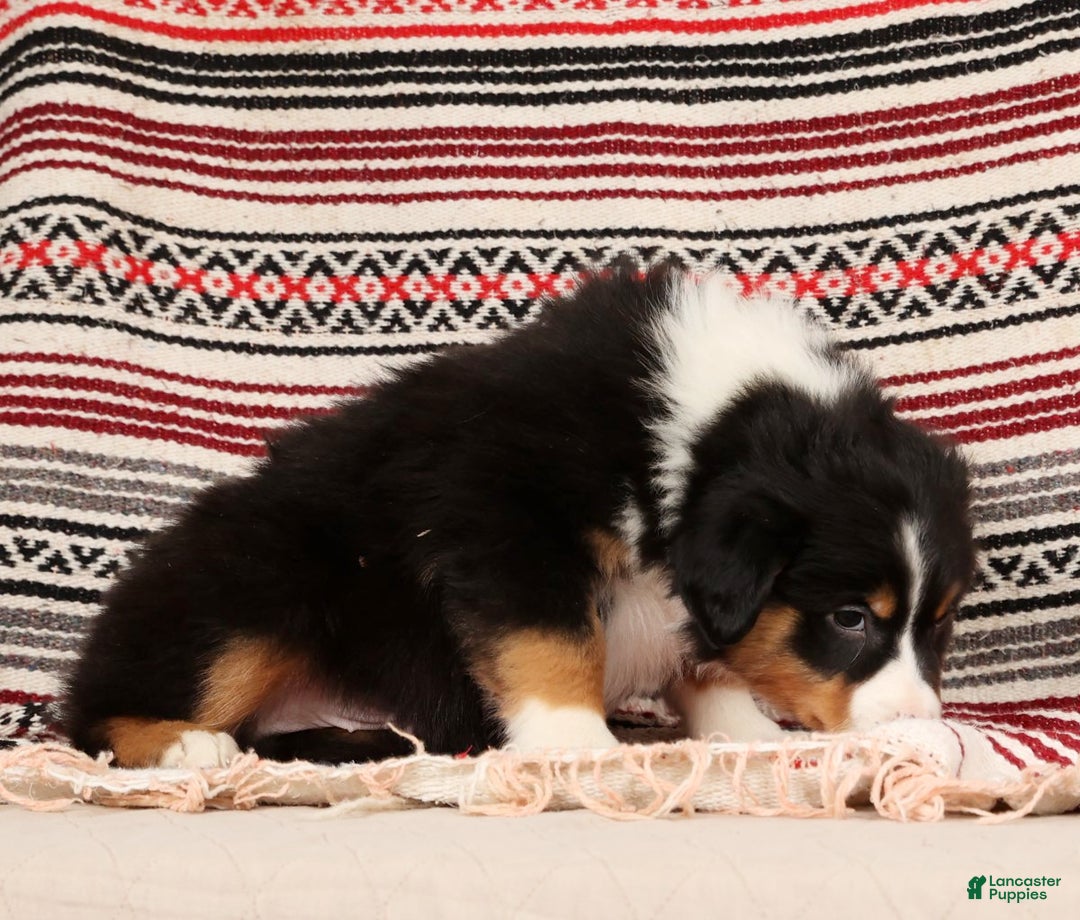 Australian Shepherd dogs for sale: Trooper - Ad 7