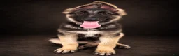 German Shepherd dogs for sale: Nitro - Ad 3