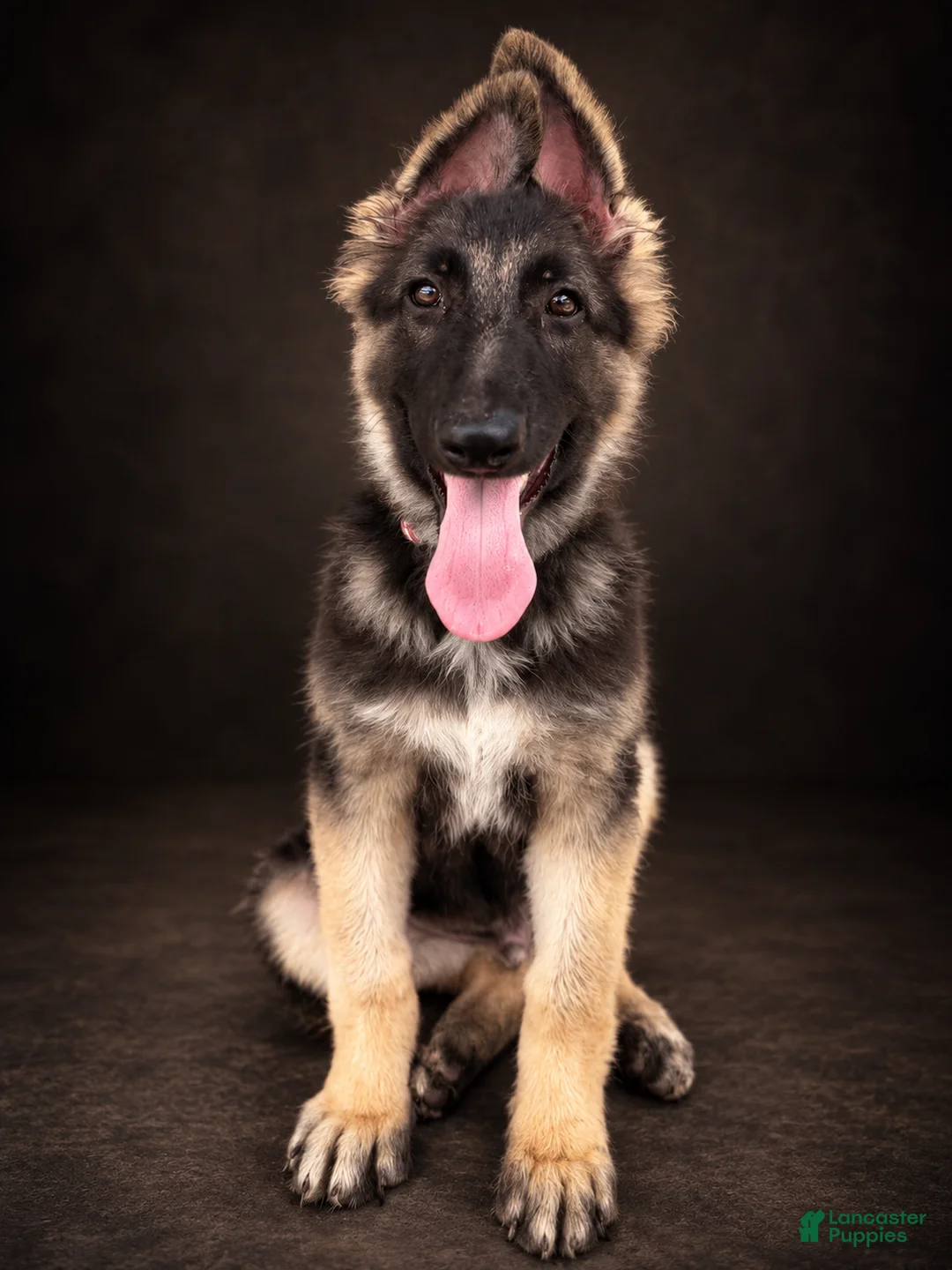 German Shepherd dogs for sale: Nitro - Ad 3