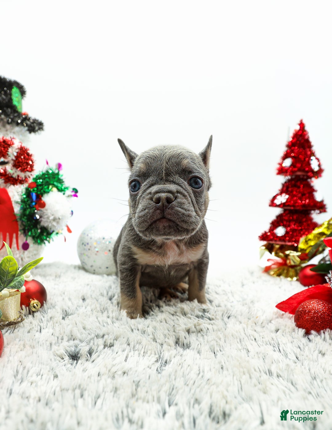 French Bulldog dogs for sale: Levi - Ad 4
