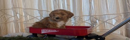Cavapoo dogs for sale: Apollo - Ad 2