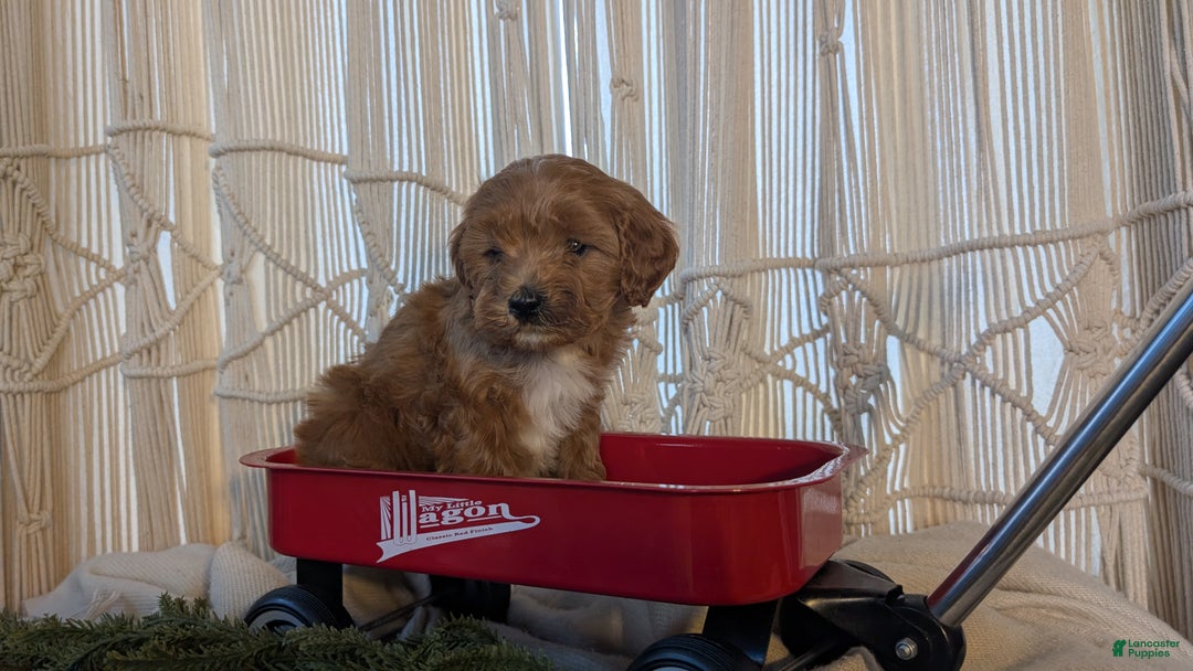 Cavapoo dogs for sale: Apollo - Ad 2