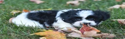 Teddy Bear dogs for sale: Ashley - Ad 5