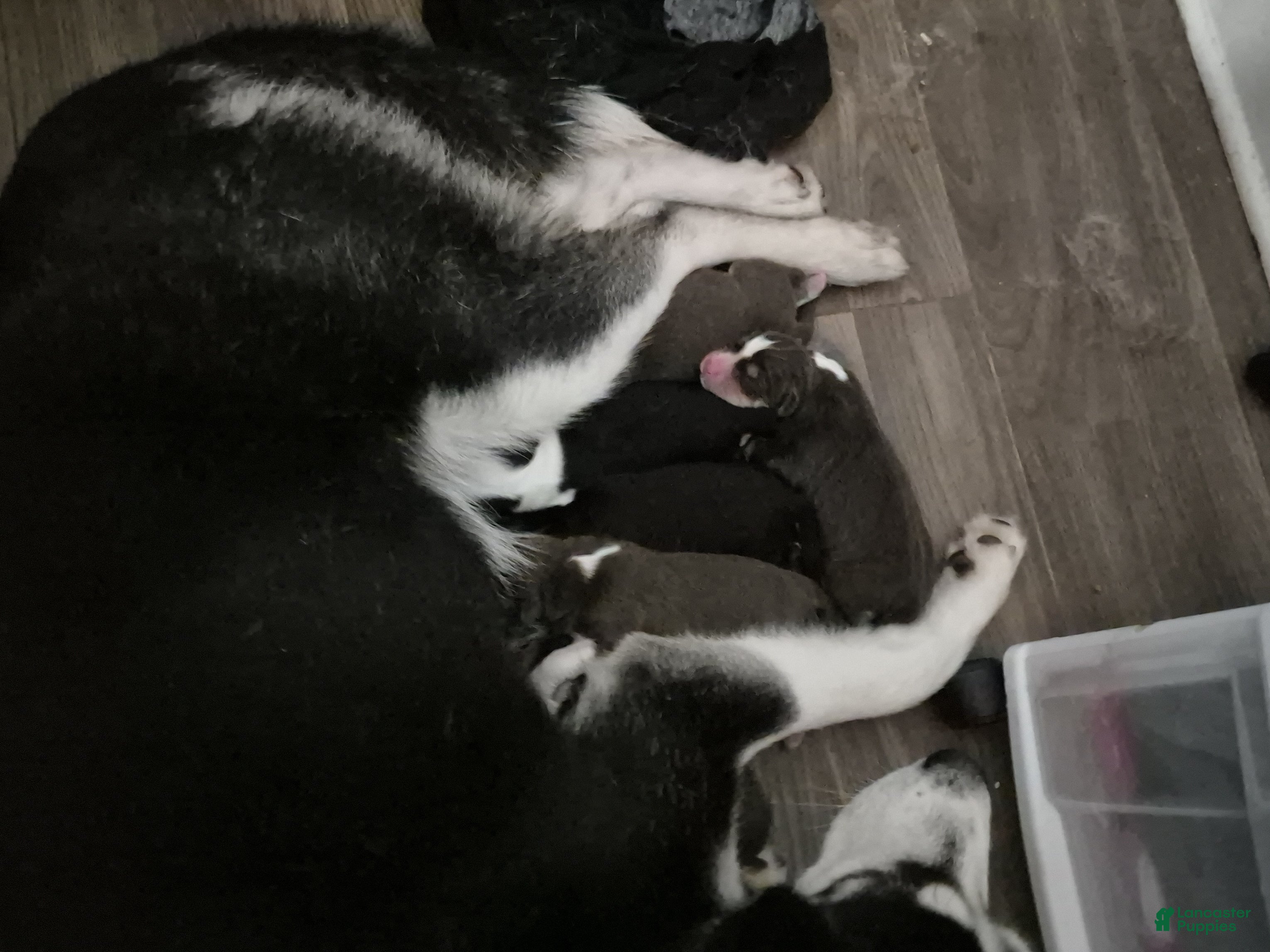 Mixed Breed dogs Mixed Breed 5 - Ad 40