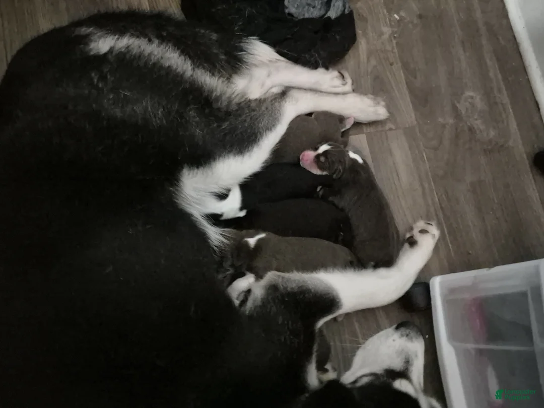 Mixed Breed dogs for sale: Mixed Breed 5 - Ad 1