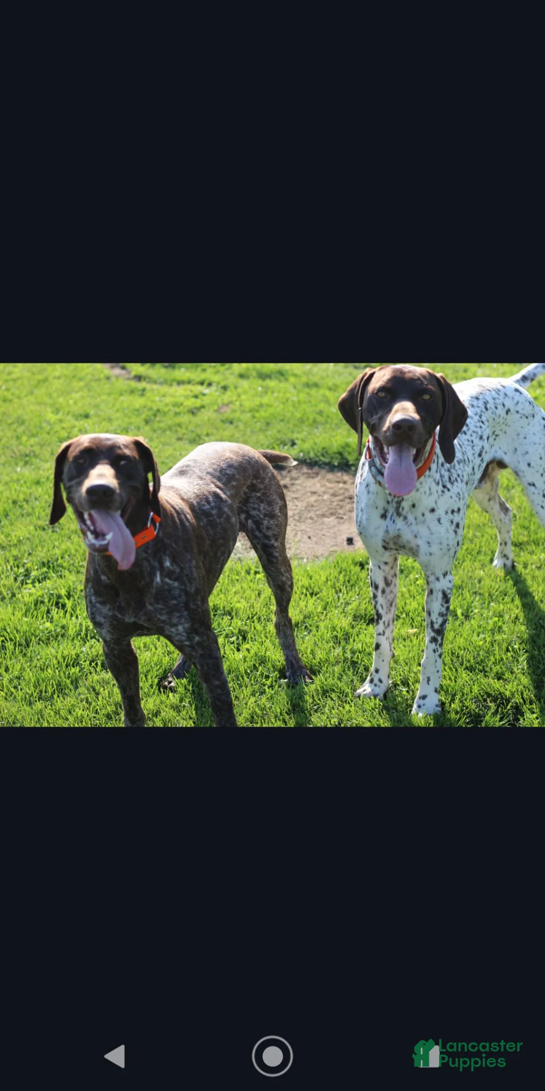 German Shorthaired Pointer dogs for sale: German Shorthaired Pointer 1 - Ad 4