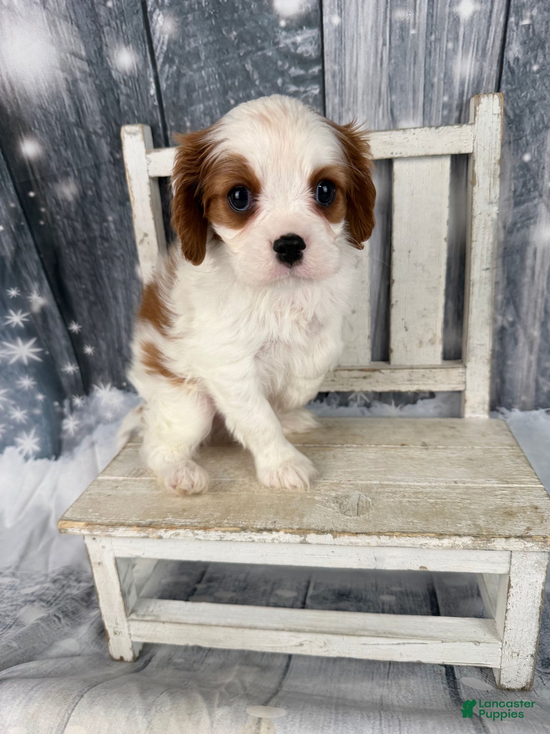 Cavalier King Charles Spaniel dogs for sale: Rascal - Ad 2