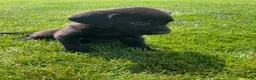 Labrador Retriever dogs for sale: Jasper - Ad 3