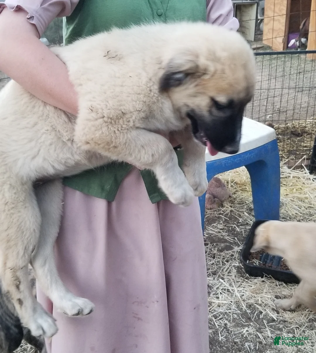 Anatolian Shepherd dogs for sale: Bear ⤴️ - Ad 2