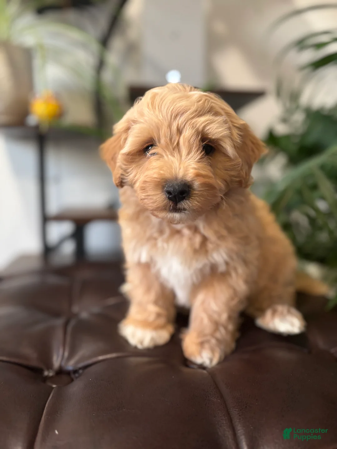 Maltipoo dogs for sale: Mitch  - Ad 1