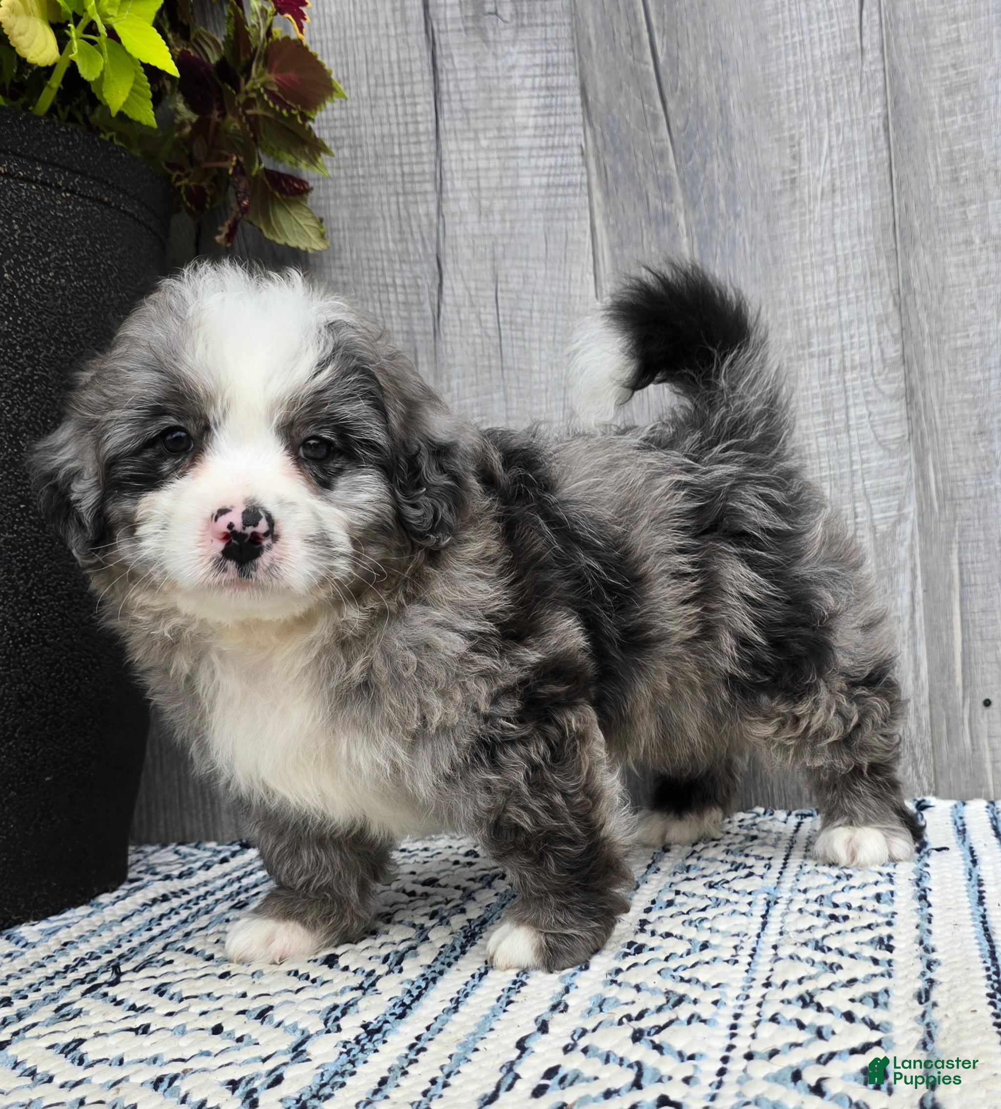 Mini Bernedoodle dogs for sale: Mini Wyatt  - Ad 1