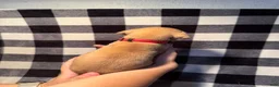 Great Dane dogs for sale: Red Collar - Ad 11