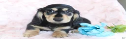 Dachshund dogs for sale: Kyson  - Ad 2