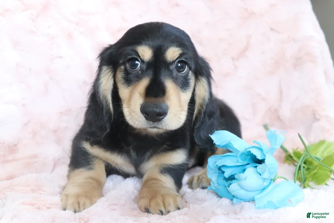 Dachshund dogs for sale: Kyson  - Ad 2