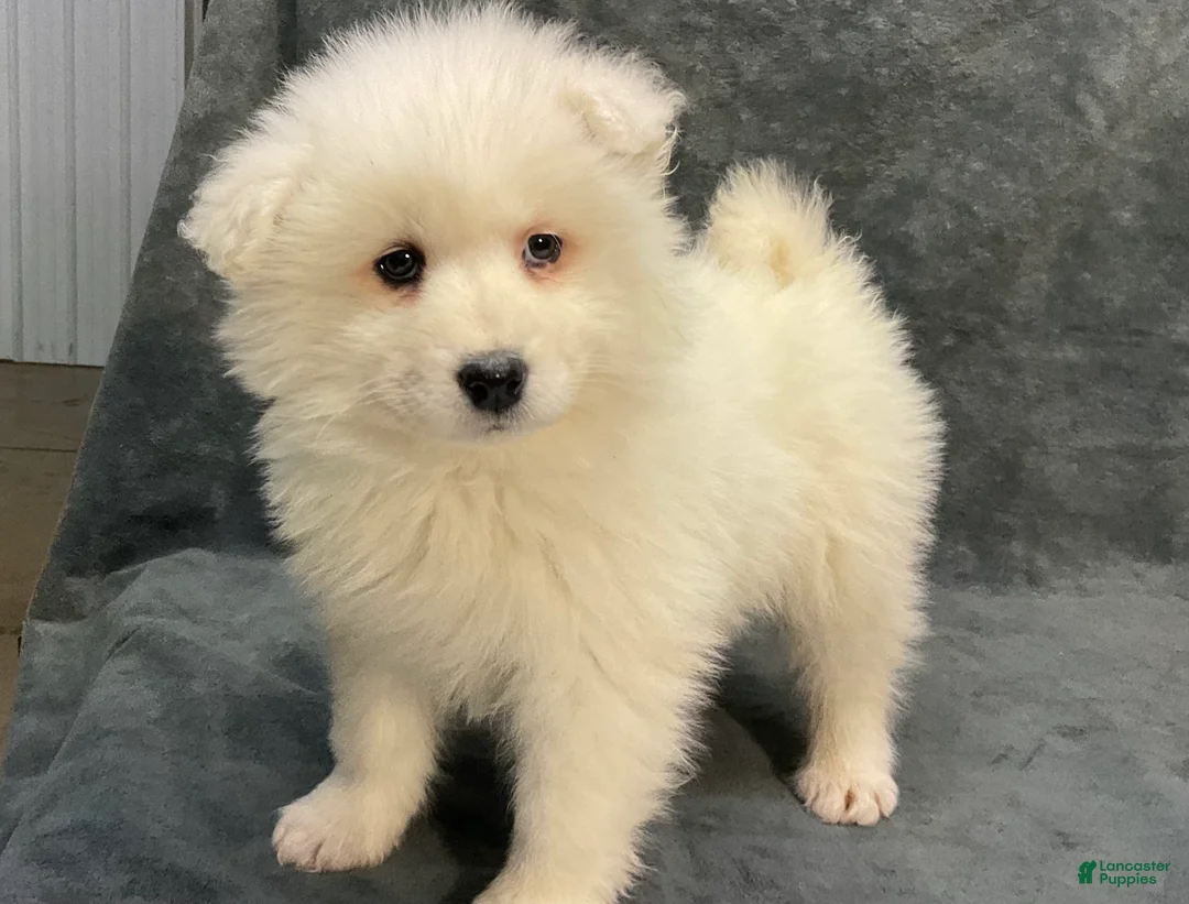 Samoyed dogs for sale: Sydney  - Ad 3