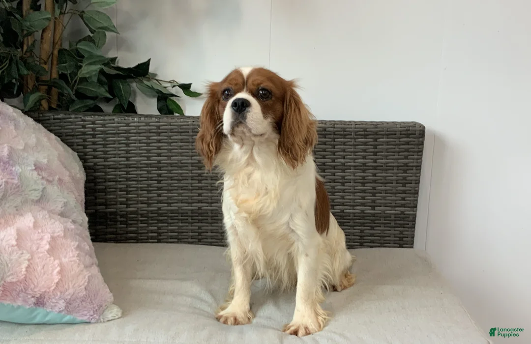 Cavalier King Charles Spaniel dogs for sale: Kyle - Ad 1