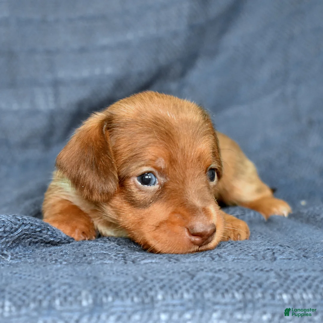 Miniature Dachshund dogs for sale: Latte - Ad 1
