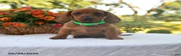 Dachshund dogs for sale: Hunter - Ad 1