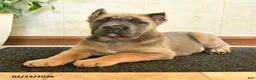 Cane Corso dogs for sale: Willow - Ad 3