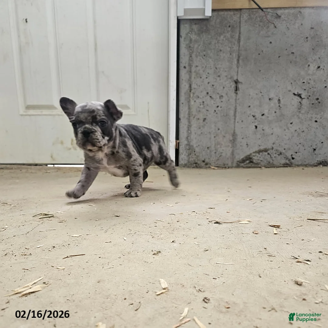 Frenchton dogs for sale: Biscuit - Ad 1