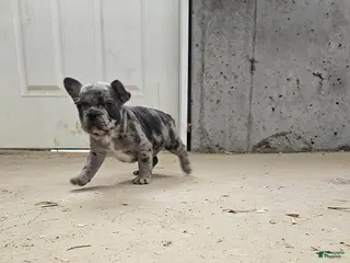 Frenchton dogs for sale: Biscuit - Ad 1