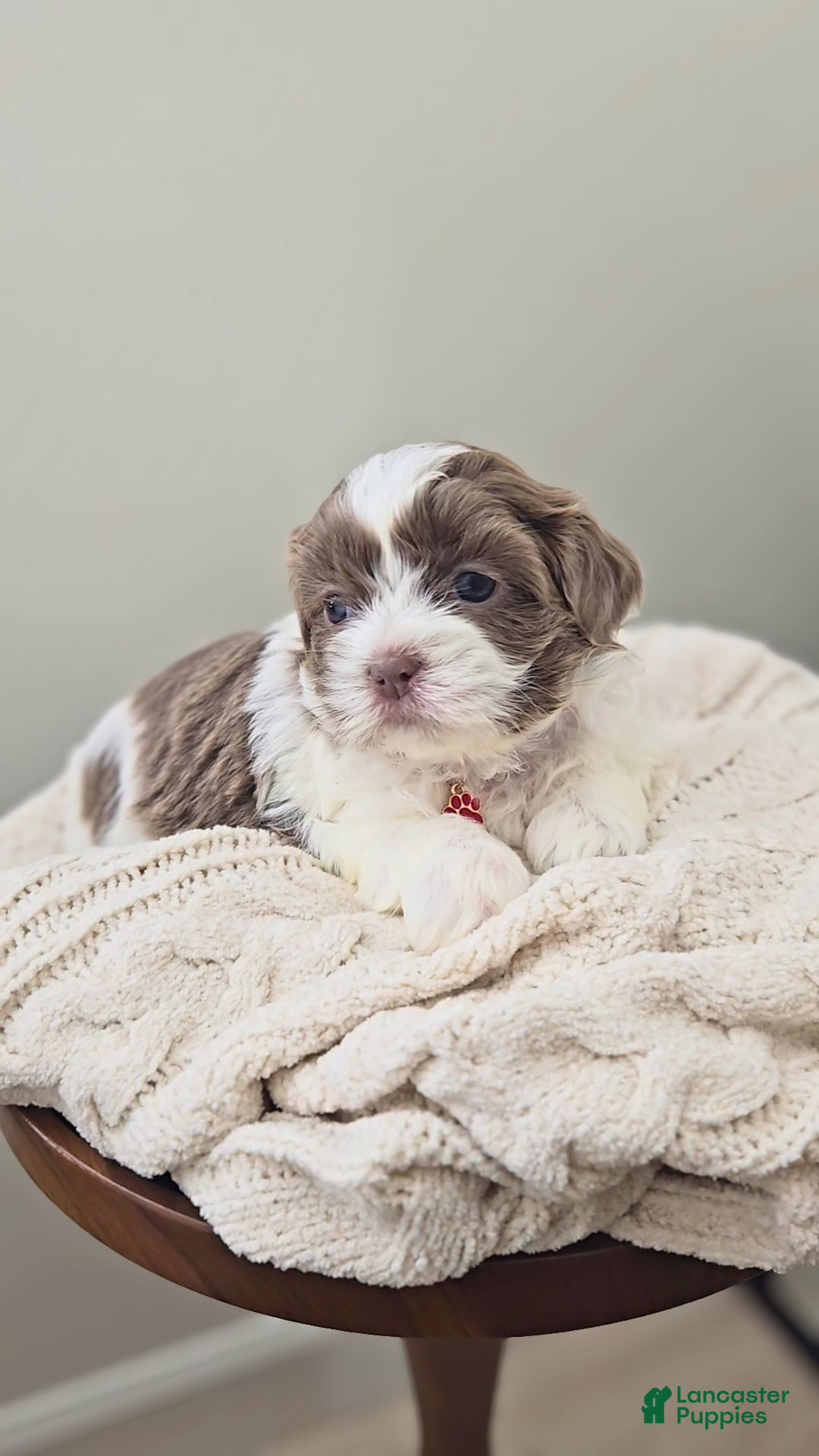Shih Tzu dogs Poppy - Ad 8