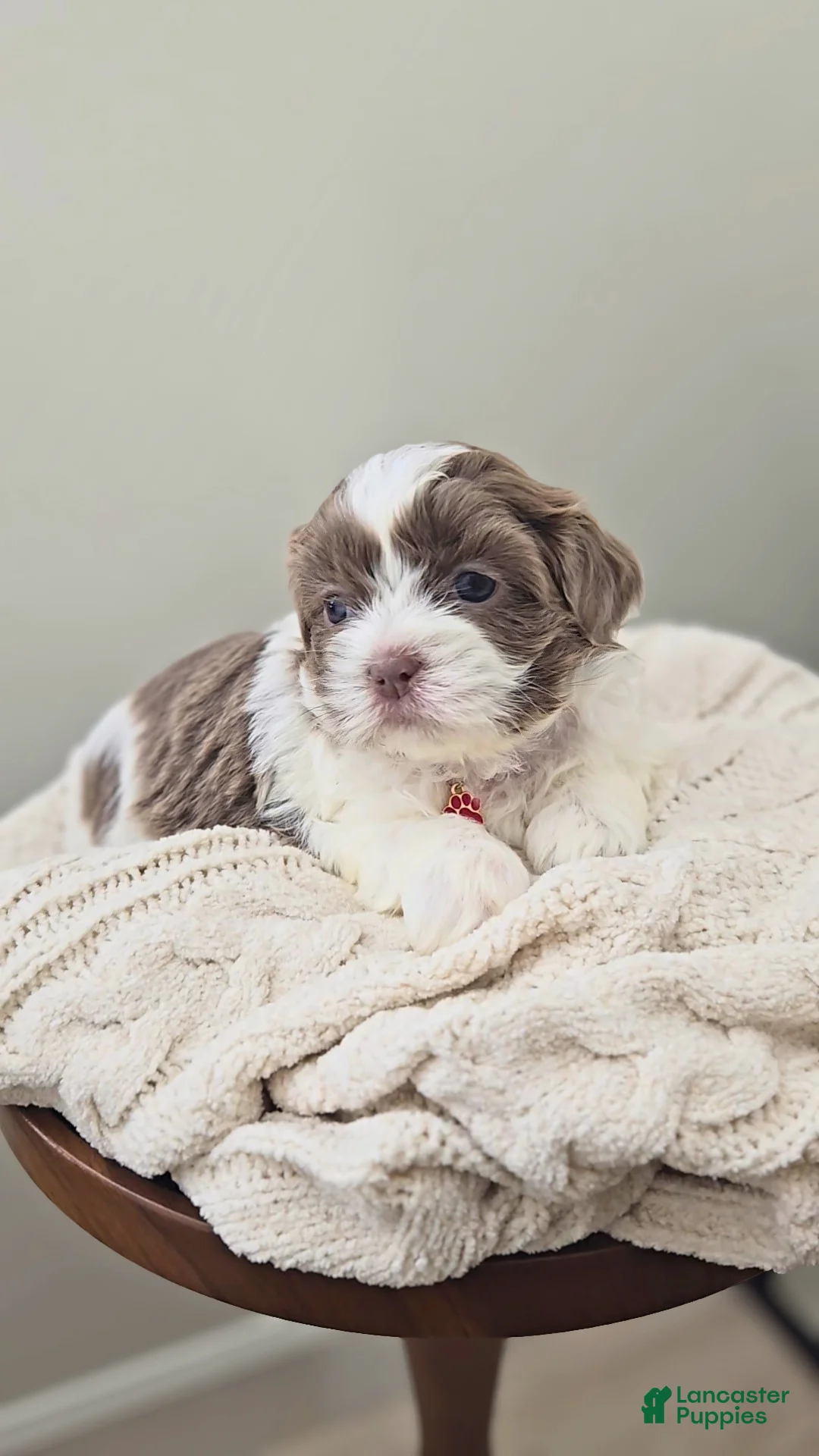 Shih Tzu dogs for sale: Poppy - Ad 1