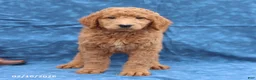 Goldendoodle dogs for sale: Jerry - Ad 3