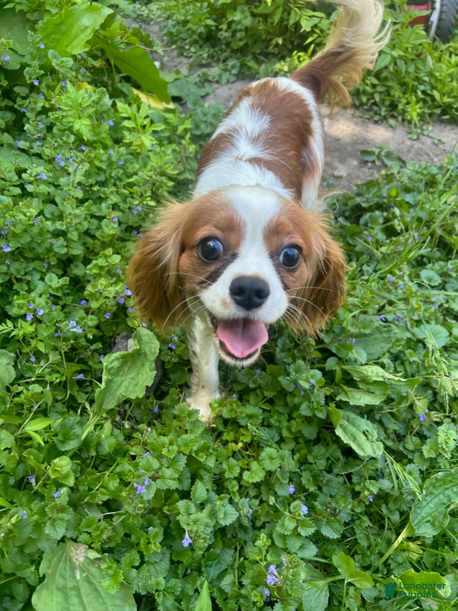 Cavalier King Charles Spaniel dogs Brittany  - Ad 3