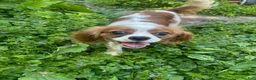 Cavalier King Charles Spaniel dogs for sale: Brittany  - Ad 1